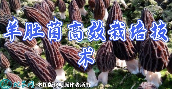 羊肚菌种植技术方法、羊肚菌高效栽培技...