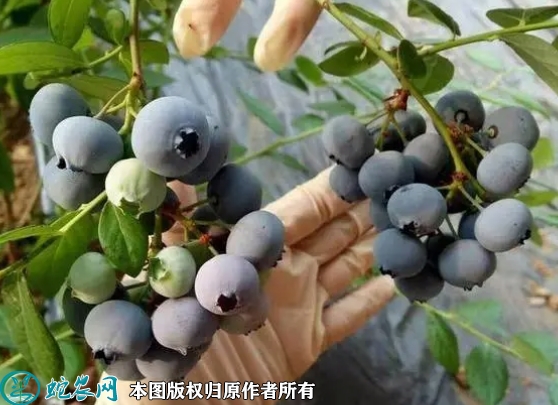 2022年2月11日奥尼尔蓝莓价格行...