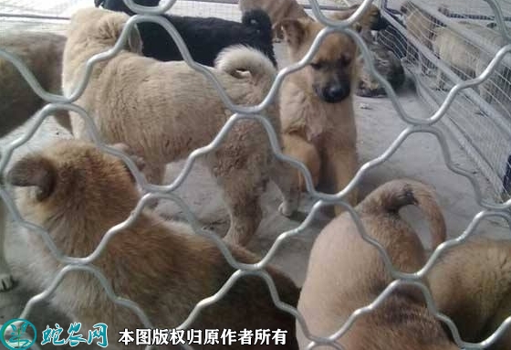 2022年2月1日肉狗价格行情、今日...