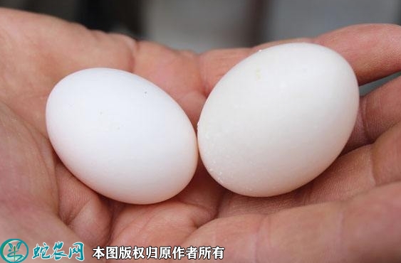 2022年2月18日鸽子蛋价格行情、...