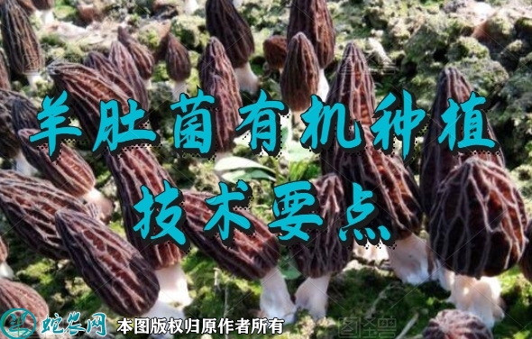 羊肚菌栽培、羊肚菌有机种植技术要点