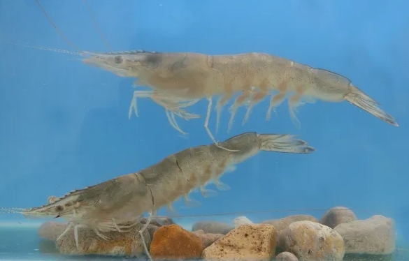 中国对虾价格多少钱一斤?2022年4...