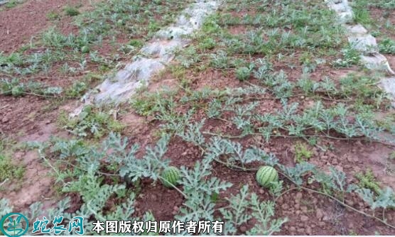 西瓜种植管理技术、种植西瓜的管理要点...