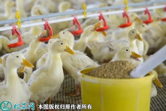 养鸭子需要多少投资?