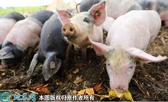 湖南致力打造肉类加工高地 2022年...