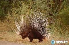 豪猪图片、看看老虎都看到让路的豪猪长...