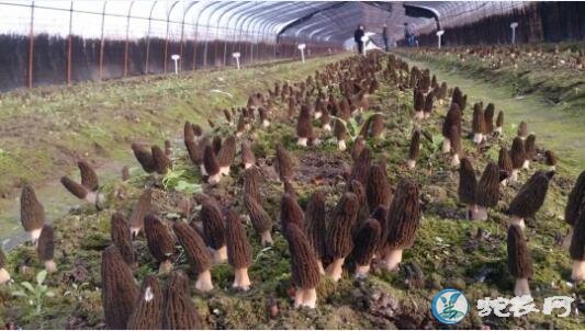 羊肚菌种植技术、药食兼用的羊肚菌是怎...