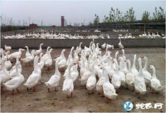 养鹅、养鹅技术分享、养鹅1000只投...