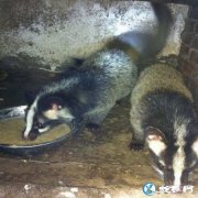 2019年10月23日果子狸价格行情...