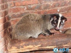 2020年1月5日果子狸价格行情、今...