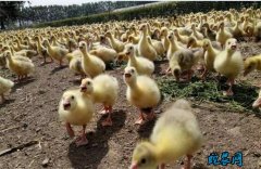 怎么养鹅?农村早春鹅饲养注意事项!