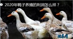 鸭子养殖、2020年鸭子养殖的利润怎...