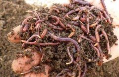 江西:闯出循环农业新天地 投资100...