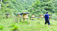 江西:大山深处的甜蜜事业