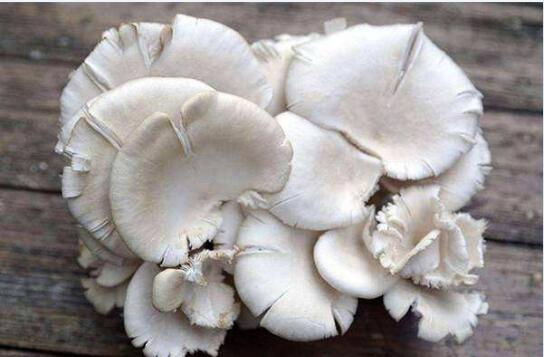 【平菇】侧耳百科