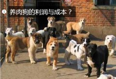 养肉狗的利润与成本?