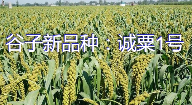 谷子新品种:诚粟1号