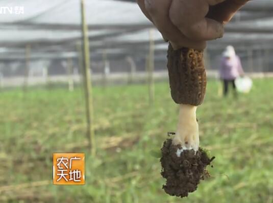 羊肚菌种植技术图1