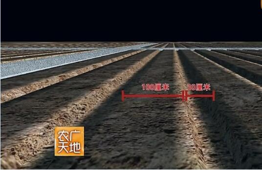 羊肚菌种植技术图4