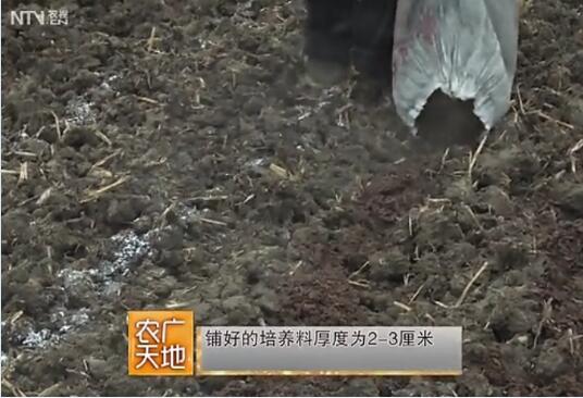 羊肚菌种植技术图5