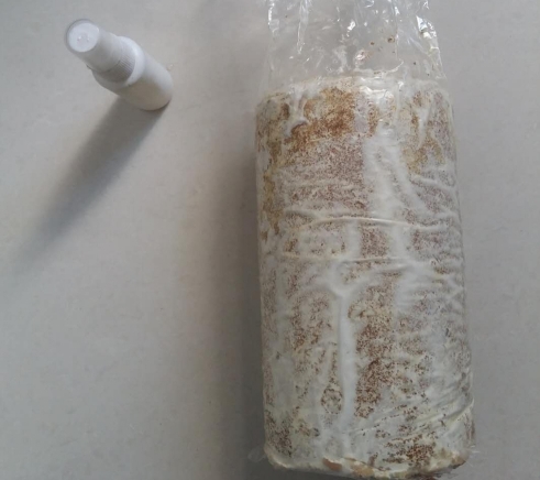 家庭平菇菌包怎么养