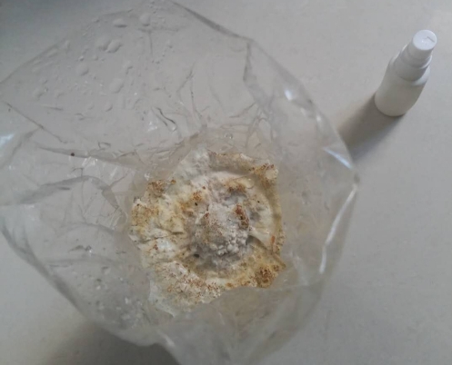 家庭平菇菌包怎么养图2