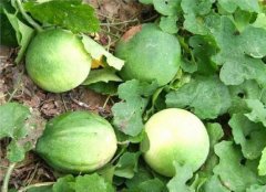 河北保定安国东河药农忙晒“瓜蒌” 一...