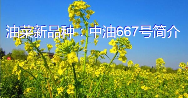 油菜新品种:中油667号简介