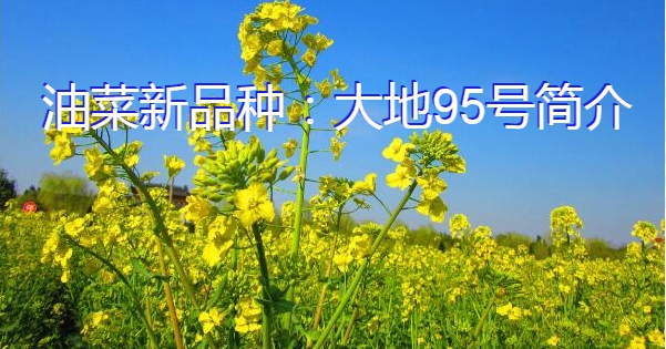 油菜新品种:大地95号简介