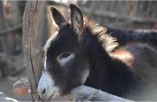 养驴补贴图1