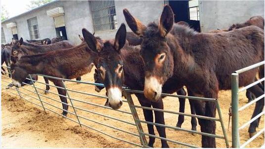 养驴补贴图3