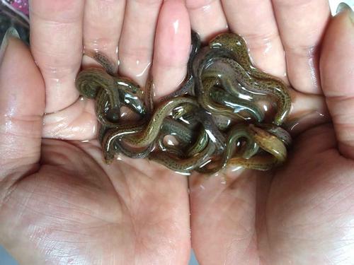 养泥鳅要多少钱图片2