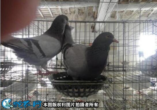 2021年肉鸽价格图