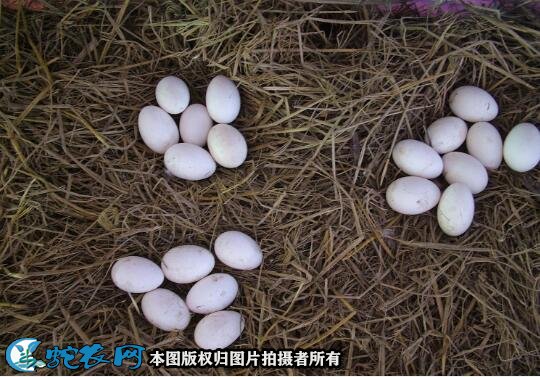 大雁蛋的功效与作用图3