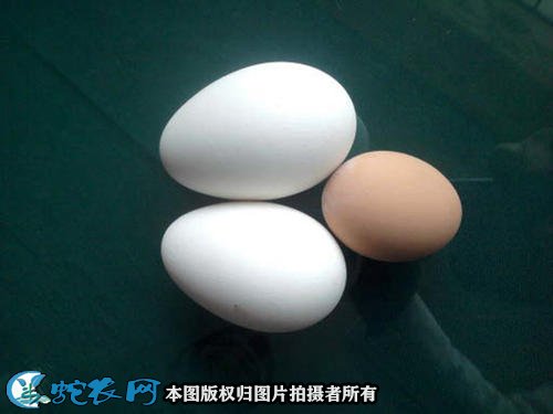 大雁蛋的功效与作用图4