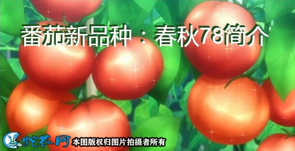 番茄新品种:春秋78简介