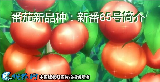番茄新品种:新番65号简介