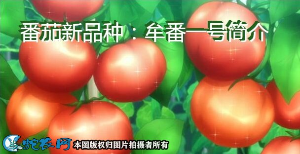 番茄新品种:牟番一号简介