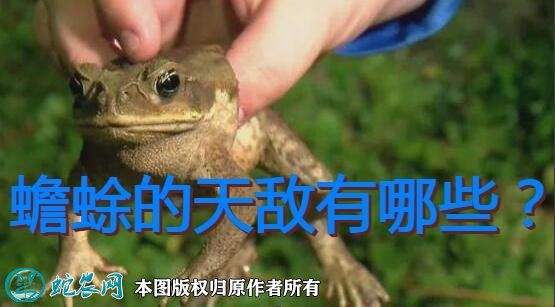 蟾蜍的天敌有哪些图1