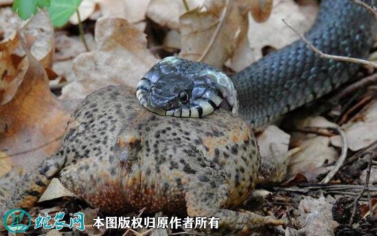 蟾蜍的天敌有哪些图2