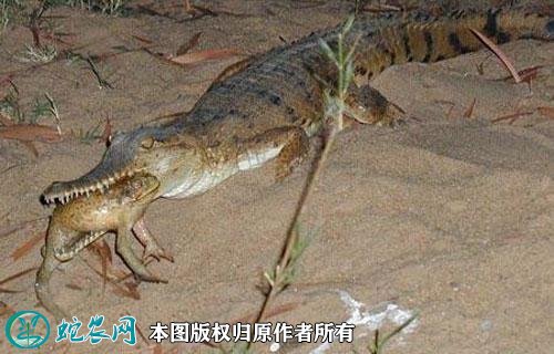 蟾蜍的天敌有哪些图3