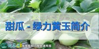 甜瓜新品种:绿力黄玉简介
