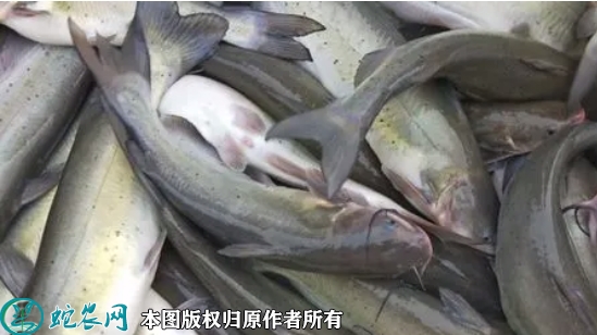 2022年1月26日叉尾鮰鱼价格行情...