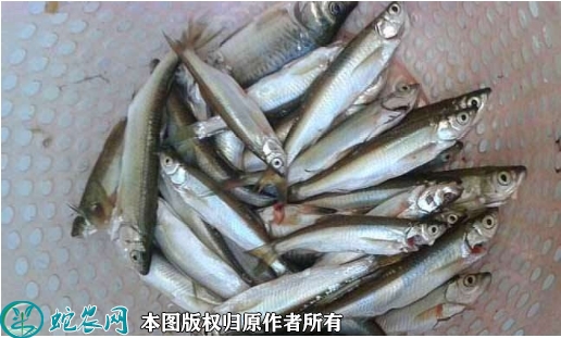 2022年1月23日白条鱼价格行情、...