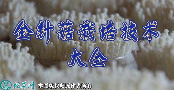 金针菇的种植技术、金针菇栽培技术大全