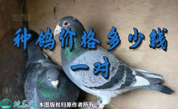 种鸽价格，现在种鸽多少钱一对？