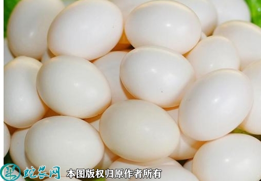 2022年2月18日白鸽蛋价格行情、...