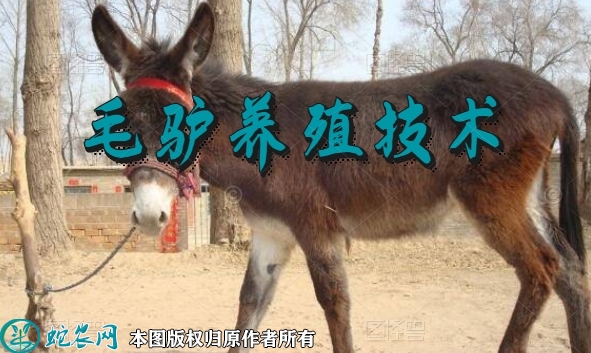 毛驴养殖技术，怎样养殖肉驴？