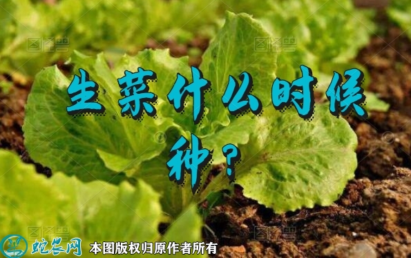 生菜什么时候种？生菜种植时间是几月？