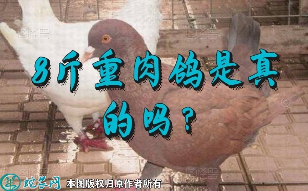 8斤重肉鸽、抖音上8斤重肉鸽是真的吗...